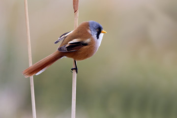 Bearded reedling. Panurus biarmicus