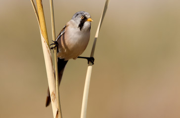 Bearded reedling. Panurus biarmicus