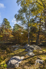 Autumn Scene in Fontainebleau Forest