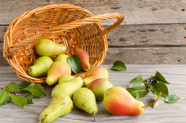 Lot of ripe pears spilled out of a basket