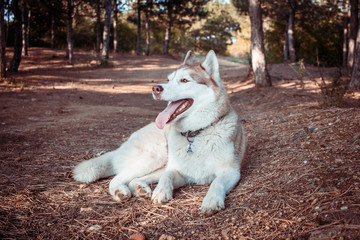 husky dog in forest 