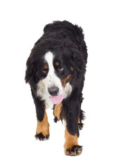 Bernese Mountain Dog on a white background