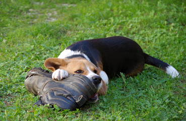 Dog beagle and shoe - 171350665