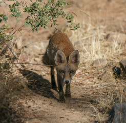 Vulpes vulpes curious