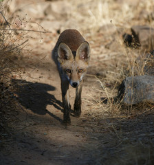 Vulpes vulpes curious