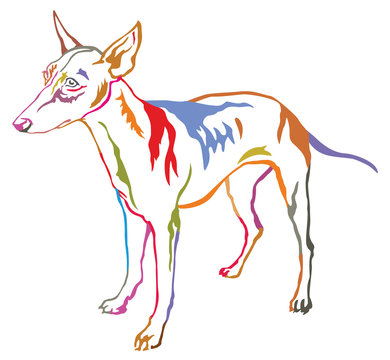 Colorful decorative standing portrait of dog Cirneco dell Etna vector illustration