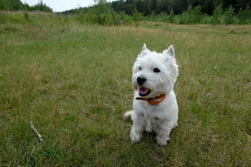 West highland white terrier sitting on the green grass. Funny dog pulled out his tongue and relaxing. Summertime.