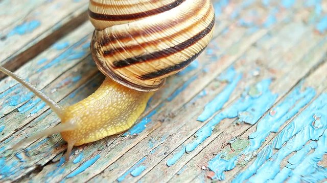 Grape snail with a shell on the wooden background