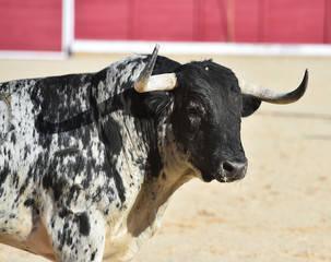 toro