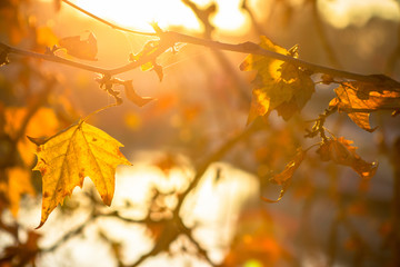 Tree brunch on sun background
