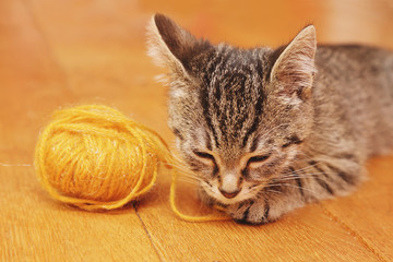 Fototapeta na wymiar chaton tigré tabby jouant avec pelote de laine dans intérieur maison