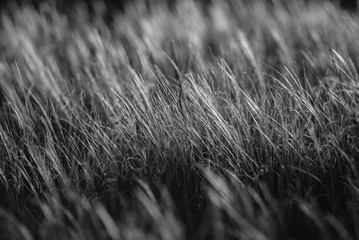 Fototapeta premium Grass feather grass. Monochrome photo.