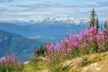 View of the Ipsoot mountain and wild flowers from the top of Blackcomb mountain, Whistler, British Columbia, Canada - September 2017