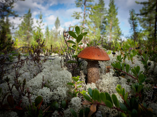 mushroom