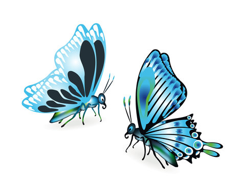 Blue butterflies on white