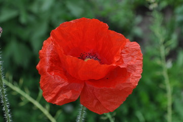 aufgebl&uuml;hte rote Mohnblume