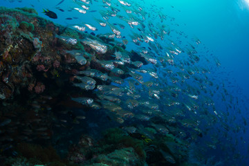 Fototapeta na wymiar School of glassfish ont the SS Yongala wreck
