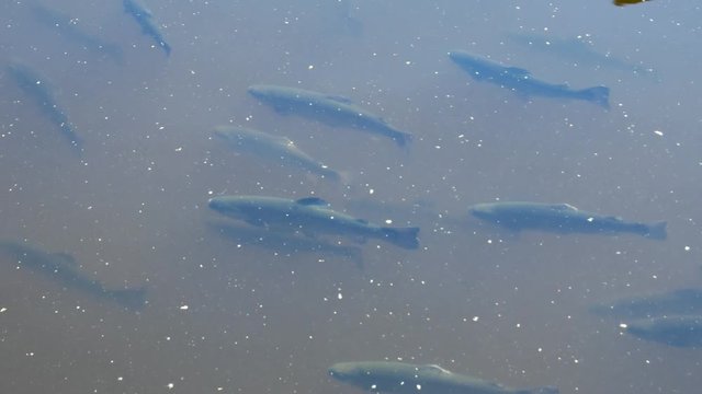 Shoal of rainbow trout underwater