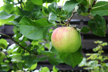 one apple on the branch