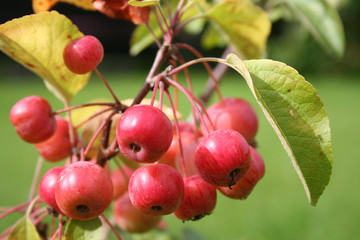 Paradise apples growing on a tree
