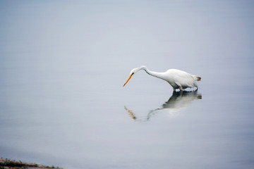 Fototapeta na wymiar Great White Egret Searching for Food in the Bay