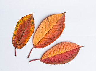 Autumn leaves on a white