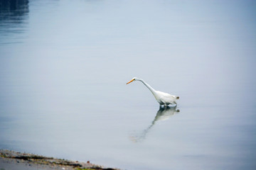 Fototapeta na wymiar Great White Egret Searches for Food in the Bay