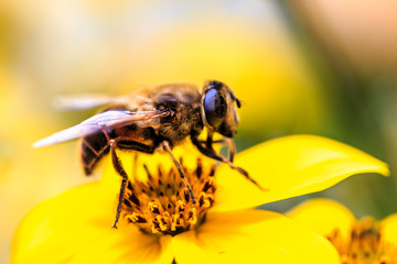 Biene gelb