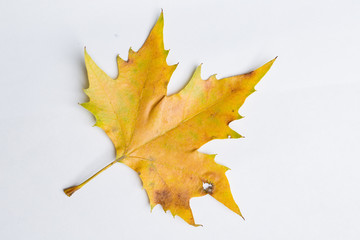 Autumn leaves on a white
