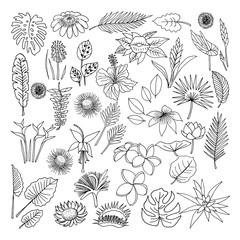 Flowers and leaves of tropical plants, vector, doodle set