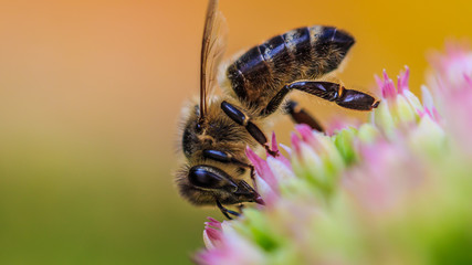 Biene ganz nah