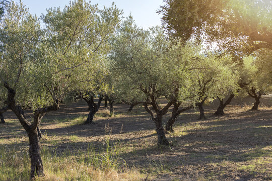 Field with old olive tree ready for harvest