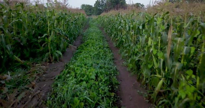 Aerial view of rows of corn stalks from the height of a corn stalk.