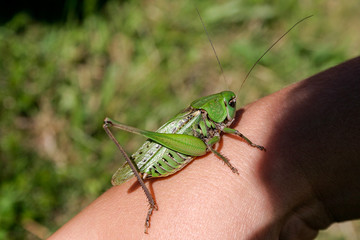 green grasshopper