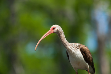 White Ibis