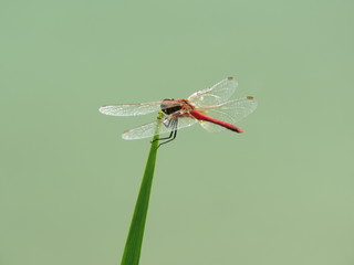  red dragonfly