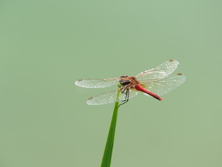  red dragonfly