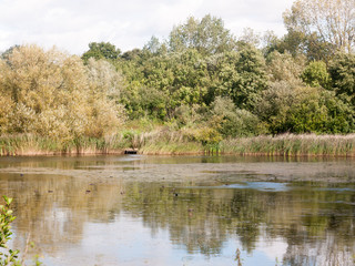 lake summer scene with ducks and tree reflections