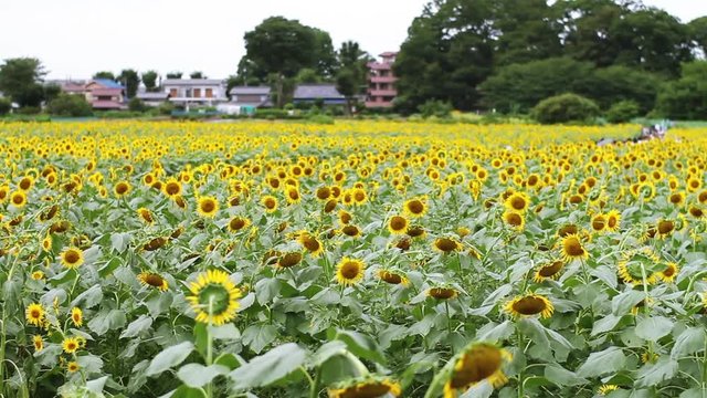Sunflower feild wide shot mild wind