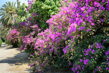 Bougainvillea flower in park of Rhodes town on Rhodes island, Greece