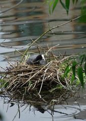 Nesting Coot