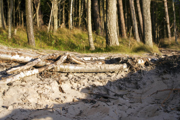 The dried root of a tree