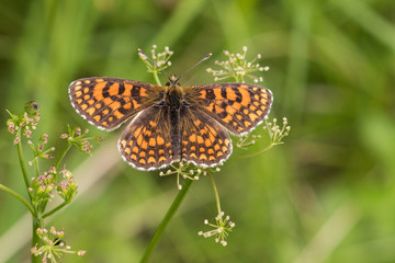 Heath Fritillary