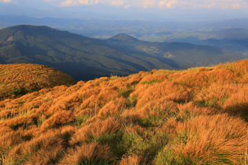 dry grass in Carpathians
