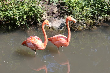 Pair of Flamingo