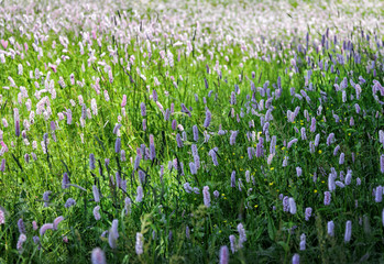 beautiful natural wild flowers blooming in the field close up