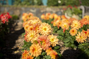 Clourful flower in garden