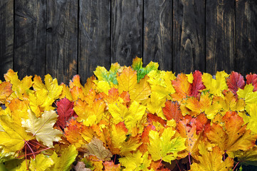 Naklejka na ściany i meble autumn background with colored leaves on wooden board
