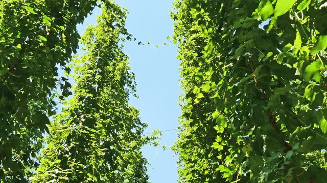 Sunny green hop garden with grownig hops