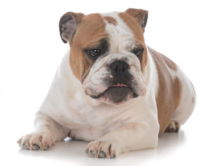 Obraz na płótnie Canvas dog with funny expression